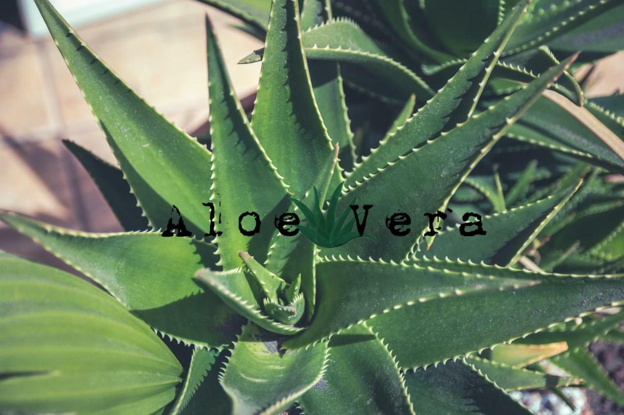 Aloe Vera Shared House El Medano  Bagian luar foto